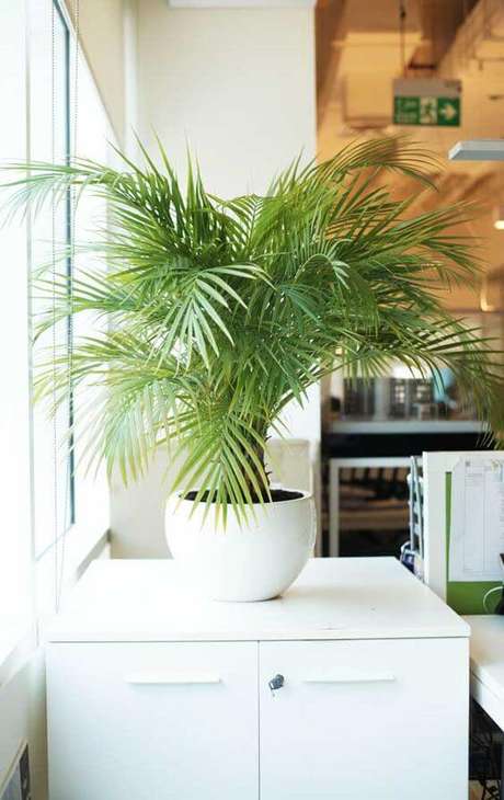 28. Plantas de sombra palmeira – Foto: Ideias Decor 28. Plantas de sombra palmeira – Foto: Ideias Decor