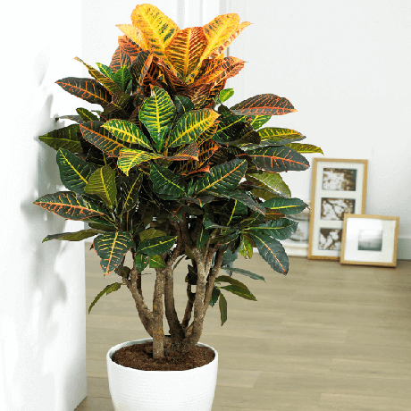 36. Plantas de sombra para decoração de casa Croton – Foto: Pinterest 36. Plantas de sombra para decoração de casa Croton – Foto: Pinterest