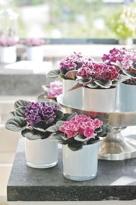 19. Violetas são plantas de sombra com flores maravilhosas para decorar sua casa – Via: Giuliana Flores 19. Violetas são plantas de sombra com flores maravilhosas para decorar sua casa – Via: Giuliana Flores