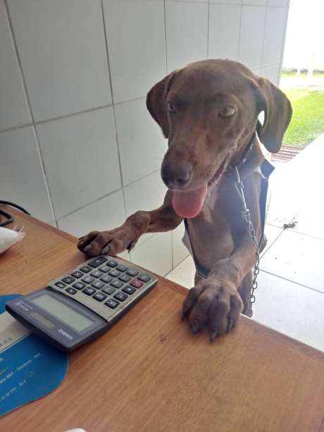 Segundo o gerente do posto onde Stopa mora, o animal faz sucesso com os clientes