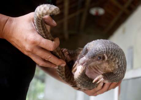 Homem segura pangolim, um dos animais silvestres mais traficados da Ásia e possível vetor de transmissão do novo coronavírus12/09/2016REUTERS/Kham/File Photo