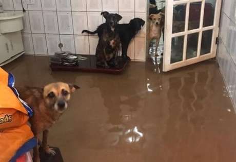 Unidade da ONG Amor em Patas, em Carapicuíba, é danificada pela força das tempestades que atingiram São Paulo. 