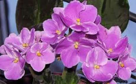 31- As flores das violetas são delicadas. Fonte: Casa e Jardim
