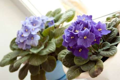35- Posicione as violetas próximo as janelas da casa. Fonte: Pinterest