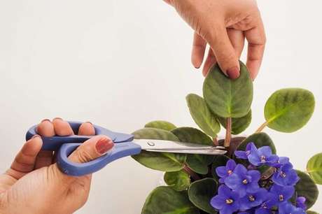 7- O manejo correto das violetas garantem por mais tempo as flores. Fonte: Revista Natureza