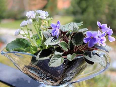28- O arranjo da mesa foi executado com violetas em tons de branco e lilás. Fonte: Minhas Plantas