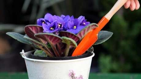 20- Com os cuidados adequados, o crescimento das violetas será forte e saudável. Fonte: Extra Online – Globo