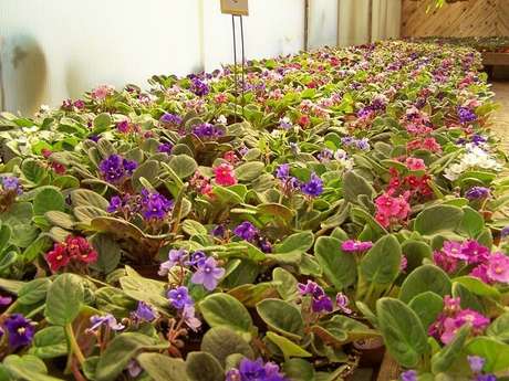 21- Nos Garden Centers é possível encontrar diversas variedades de violetas simples ou dobradas. Fonte: Ever Green Nursery