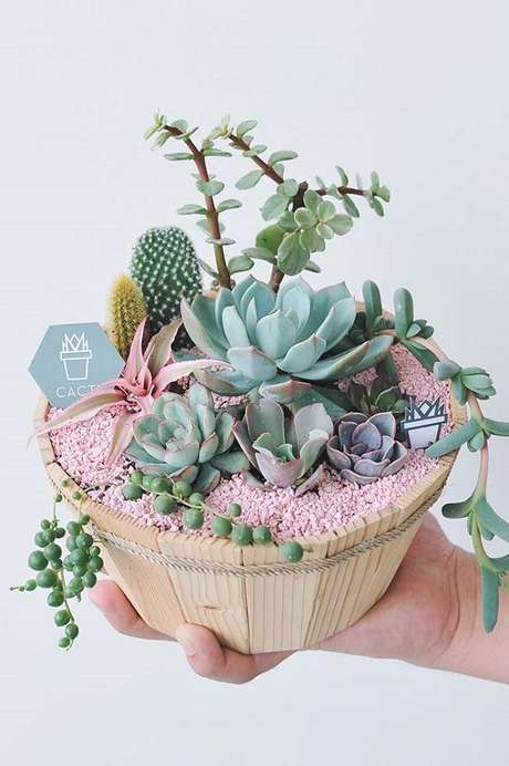 55. Diversas espécies de suculentas em um mesmo vaso – Foto: Via Pinterest 55. Diversas espécies de suculentas em um mesmo vaso – Foto: Via Pinterest