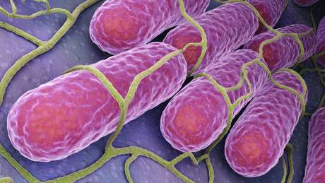 111781068salmonella.jpg?profile=RESIZE_710x