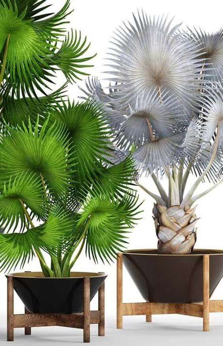 46. Palmeira leque em vaso moderno – Via: Pinterest 46. Palmeira leque em vaso moderno – Via: Pinterest