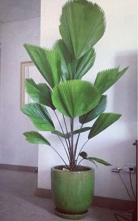 47. Palmeira leque na decoração de casa – Via: Pinterest 47. Palmeira leque na decoração de casa – Via: Pinterest