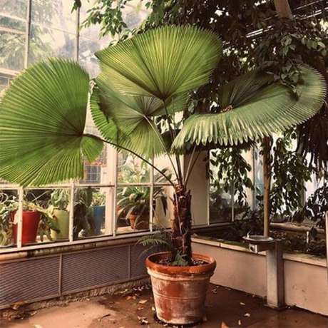 50. Palmeira de leque na varanda de casa – Via: Pinterest 50. Palmeira de leque na varanda de casa – Via: Pinterest