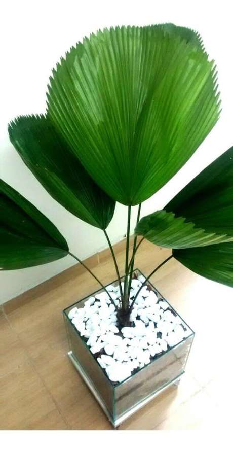 25. Vaso com palmeira leque na decoração – Via: Pinterest 25. Vaso com palmeira leque na decoração – Via: Pinterest