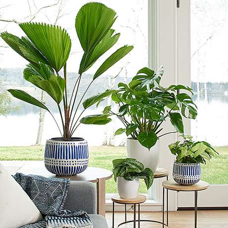 26. Vaso de plantas como palmeira leque – Via: Pinterest 26. Vaso de plantas como palmeira leque – Via: Pinterest
