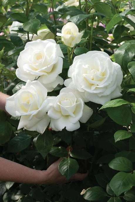 31. Rosa branca no jardim bonito – Via: Pinterest 31. Rosa branca no jardim bonito – Via: Pinterest