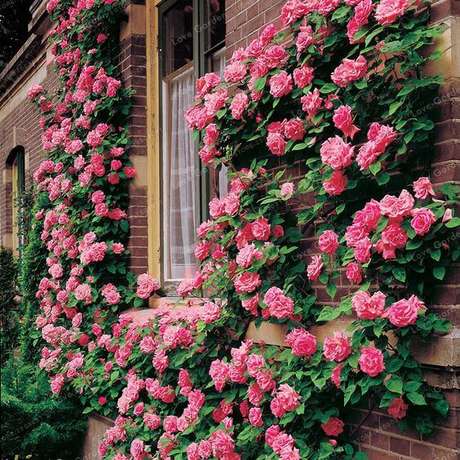 5. Rosa trepadeira no jardim de casa – Via: Pinterest 5. Rosa trepadeira no jardim de casa – Via: Pinterest