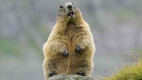 A marmota é um dos animais que podem transmitir a peste bubônica