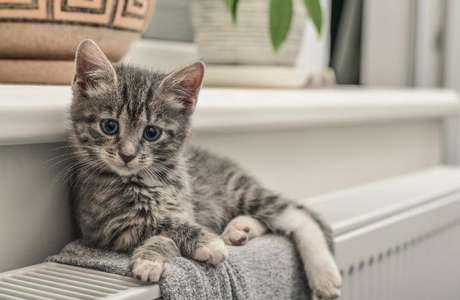 Descubra agora a personalidade de cada gatinho do zodíaco -