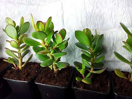 25. Crassula Ovata planta jade – Via: Amazon