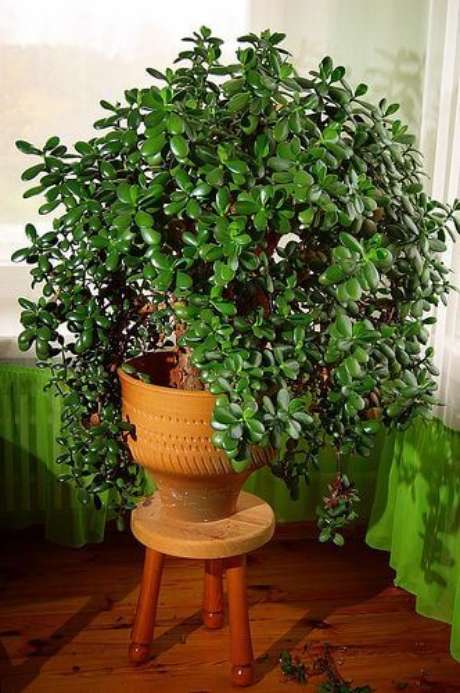 30. Planta jade árvore da amizade – Via: Squidoo