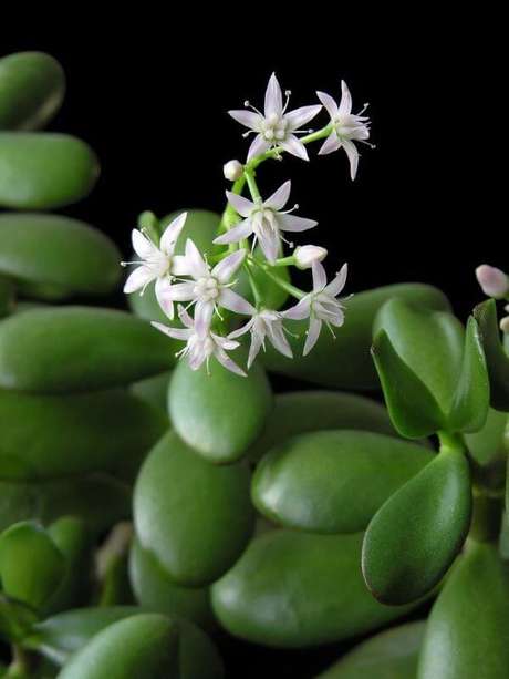 31. Planta jarde com flores brancas em formato de estrela – Via: Delfi