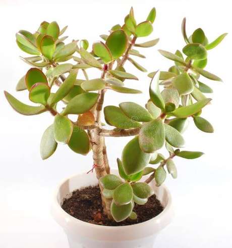 33. Planta jade crassula – Via: Pinterest