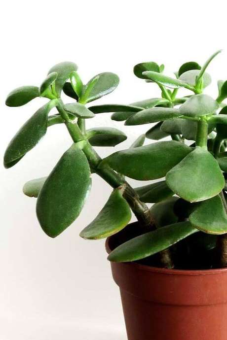 37. Vaso simples de planta jade – Via: Modandmint