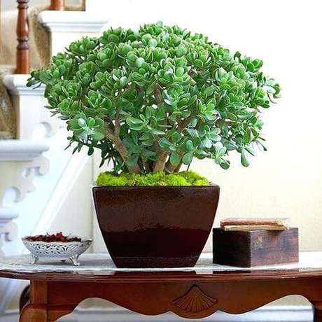 7. Planta jade na decoração de mesa de centro – Via: Pinterest