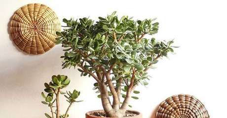 8. Planta jade decorando a casa – Via: Pinterest