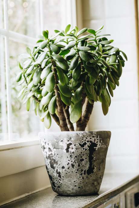 9. Vaso planta jade na janela de casa – Via: Freepik