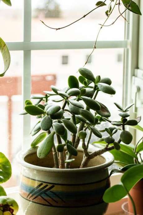 11. Planta jade pequena – Via: Pinterest