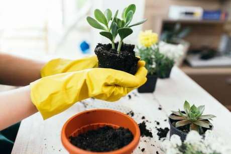 4. Como plantar jade em vasos – Via: Pinterest