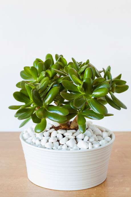 13. Planta jade vaso pequeno branco – Via: Pinterest