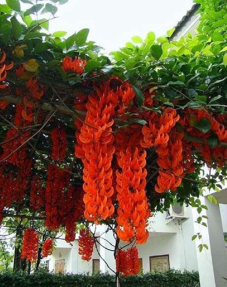 6. Planta jade vermelho no jardim – Via: Pinterest