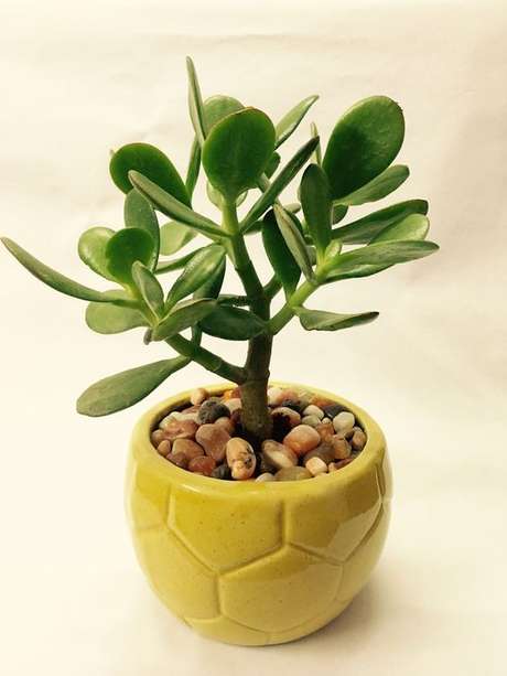 3. Vaso de planta jade – Via: Pinterest