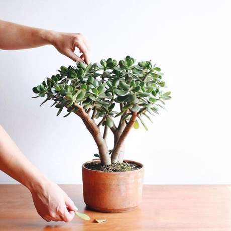 16. Vaso de planta jade suculenta fácil de cuidar – Via: Venue
