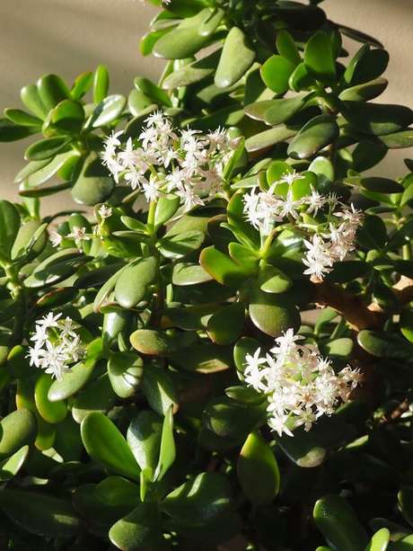 17. Vaso de planta jade com flores brancas perfumadas – Via: Pinterest