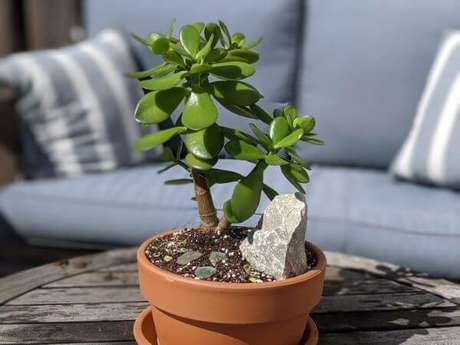 2. Vaso de planta jade na varanda com luz direta – Via: Pinterest