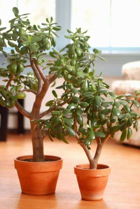 22. Vasos de planta jade – Via: Make Growdo