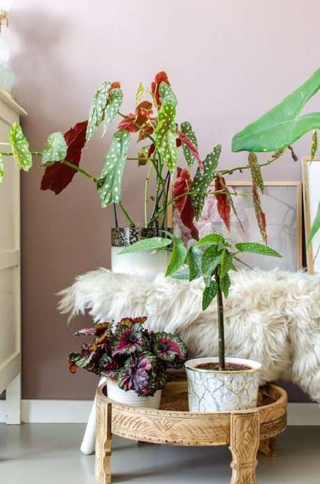 36. Existem diferentes tipos de Begônia Maculata com pintinhas brancas únicas. Fonte: Pinterest 36. Existem diferentes tipos de Begônia Maculata com pintinhas brancas únicas. Fonte: Pinterest