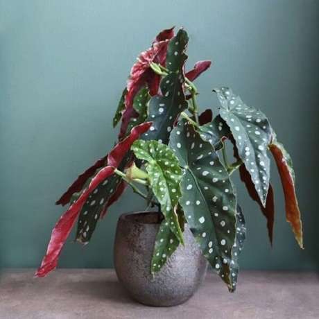 3. A Begônia Maculata é uma planta de meia sombra. Fonte: Pinterest 3. A Begônia Maculata é uma planta de meia sombra. Fonte: Pinterest