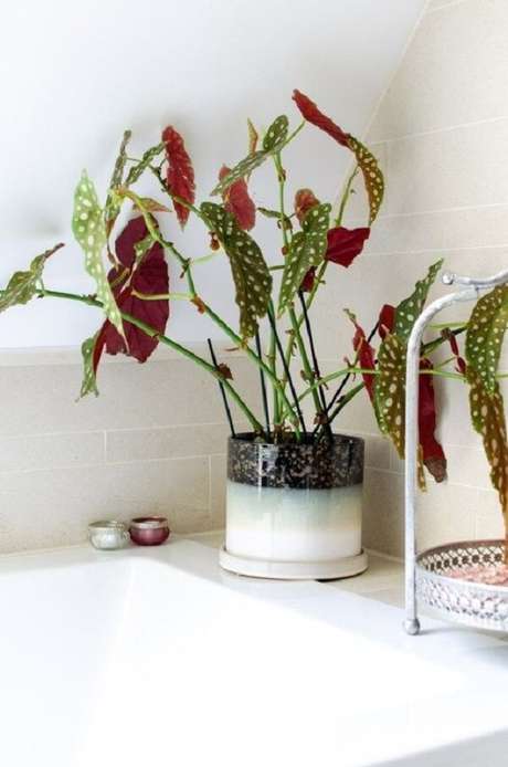 21. Muda de Begônia Maculata cultivada dentro do banheiro. Fonte: Pinterest 21. Muda de Begônia Maculata cultivada dentro do banheiro. Fonte: Pinterest