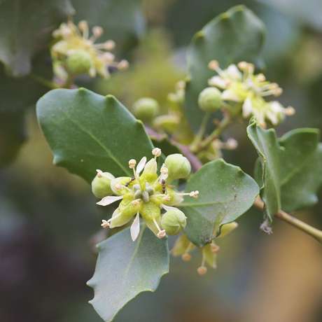 As flores e folhas da quilaia também têm usos domésticos e medicinais