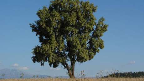 A quilaia é uma árvore endêmica da Zona Central do Chile