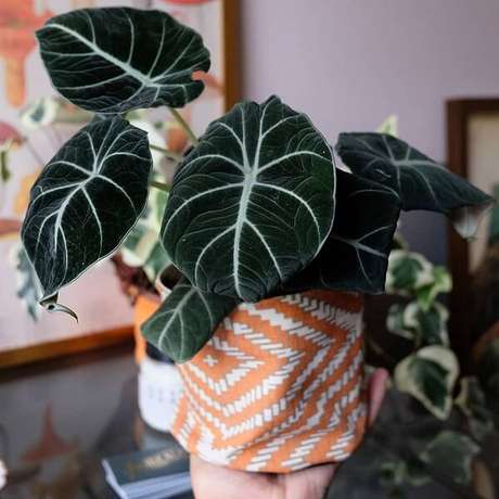 32. A Alocasia cuidados Black Velvet encanta diferentes decorações. Fonte: Pinterest 32. A Alocasia cuidados Black Velvet encanta diferentes decorações. Fonte: Pinterest