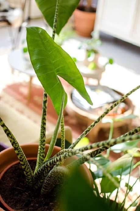 15. A Alocasia Zebrina precisa de rega moderada. Fonte: Pinterest 15. A Alocasia Zebrina precisa de rega moderada. Fonte: Pinterest