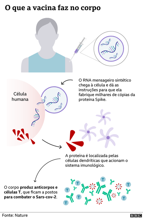Gráfico de como a vacina age no corpo Gráfico de como a vacina age no corpo