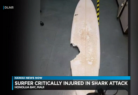 Surfista amador morreu após ataque de tubarão no Havaí (Foto: Reprodução/Hawaii News Now) Surfista amador morreu após ataque de tubarão no Havaí (Foto: Reprodução/Hawaii News Now)
