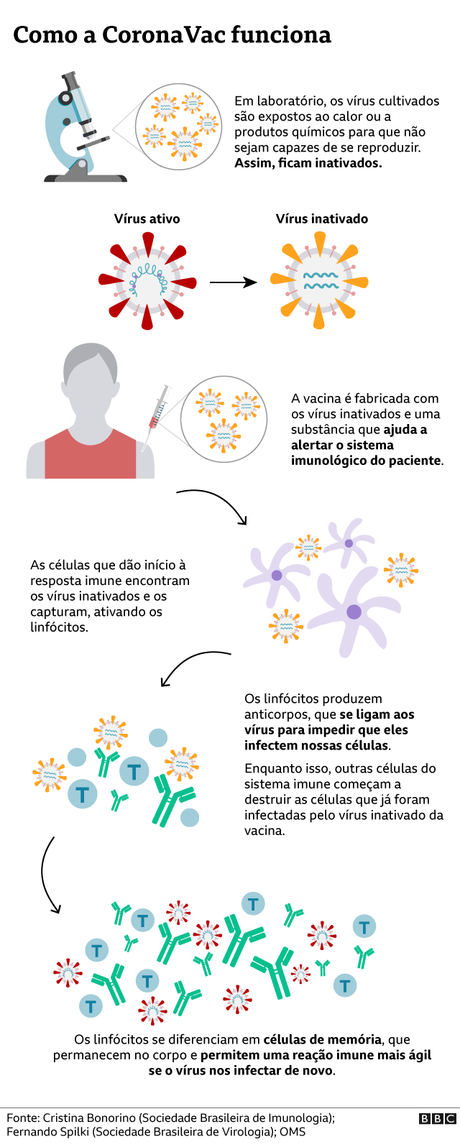 Gráfico mostra como funciona a CoronaVac Gráfico mostra como funciona a CoronaVac